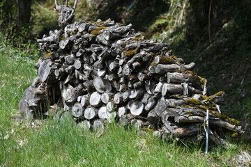 Wall Mural - firewood in the forest