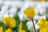 Fototapeta Tulipany - Selective focus of outstanding yellow tulip with white flowers as backdrop, Tulips form a genus of perennial herbaceous bulbiferous geophytes, Nature floral background, Netherlands.