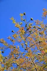 Poster - Cielo, Otoño, Otoñal, Arboles, Cipres, paisaje, naturaleza, azul, amarillo, hojas, ramas, 