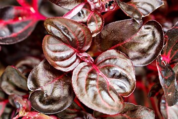 Closeup red leaf iresine diffusa ,bloodleaf, herbstii plants with blurred background ,macro image ,Formosa blood leaves ,Iresine herbstii ,Herbst's bloodleaf ,Beefsteak ,Chicken Gizzard ,Joseph's Coat