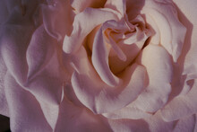 Close Up Of A Rose Flower In Full Bloom In Sunlight
