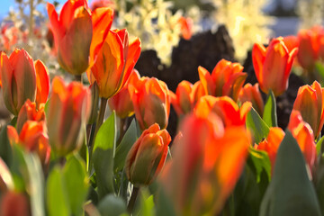 Canvas Print - Tulip