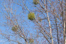 Viscum Album, Mistletoe Growing On Poplar Tree