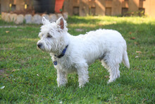 Little White West Highland Terrier Male 