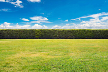 Wall Mural - Green leaves wall with blue sky background