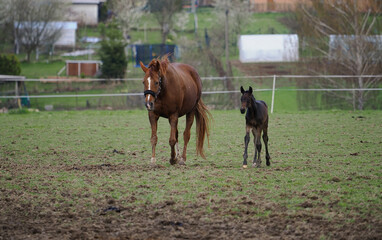 Wall Mural - Young bay foal with his mother on pasture.