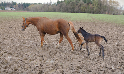 Wall Mural - Young bay foal with his mother on pasture.