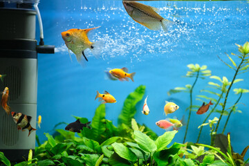 Wall Mural - Colorful exotic fish swimming in deep blue water aquarium with green tropical plants