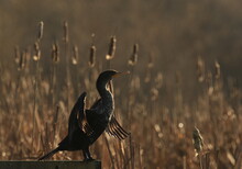 One Double-crested Cormorant Sitting On A Railing With Wings Spread And Cattails