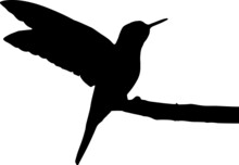 Hummingbird Colibri Silhouettes PNG SVG EPS Hummingbird Colibri Vector Hummingbird Colibri Clipart