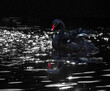 Beautiful black swan (Cygnus atratus) swimming in the river at night. A bird floating reflecting in water. The red bill black Swan floating on water with reflection. Emblem of Western Australia