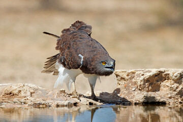 Wall Mural - a black-breasted snake eagle (circaetus gallicus) drinking water, kalahari desert, south africa.