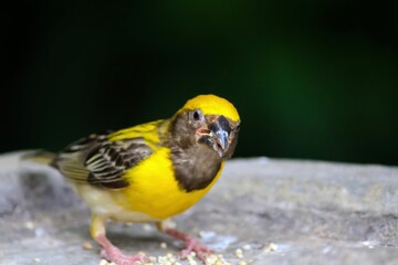 Yellow bird. Bird texture. Closeup of Baya weaver. Ploceus philippinus. Weaver bird.