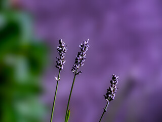 Wall Mural - Lavender