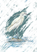 Realistic Standing Egret Illustration In Digital Panting Art Design