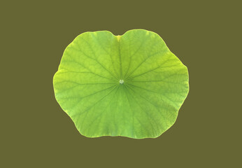 Wall Mural - Isolated waterlily or lotus leaf with clipping paths.