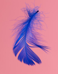 Wall Mural - Blue feather isolated on a pink background.