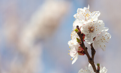 Flowers on the apricot tree.