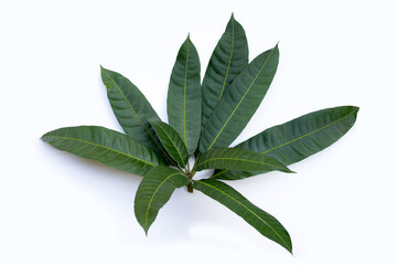 Mango leaves on white background.