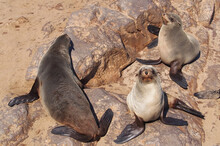 Close-up Image Of Seals At Cape Cross Reserve, Namibia