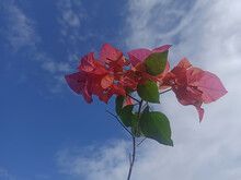 The Beauty Of The Bougainvillea Flowers In Full Bloom. This Flower Has The Scientific Name Bougainvillea Spectabilis. 