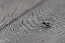 Insect On A Board