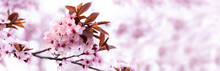 Spring Background With Fresh Bright Cherry Blossoms. Banner With Flowers Close Up With Place For Text With Soft Focus.
