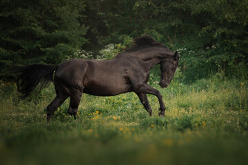 Wall Mural - Black horse runs through the meadow