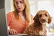 © Daisy Daisy - Woman With Pet Cockapoo Dog Researching Insurance On Laptop At Home