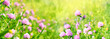 Beautiful sunny green natural background with wild meadow grass and pink clover flowers. gentle nature image. spring or summer seasonal Landscape. banner