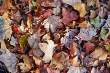 Autumn Background. Dry Brown Leaves Texture.