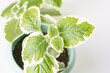 Green variegated plant Plectranthus Cuban Oregano on white background close-up. Home plant concept. Texture of flower leaves. Tropical plants