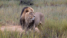 Mature Black Mane Kgalagadi Lion