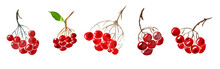 Watercolor Viburnum Berries Illustration. Painted Isolated Son White Background. Bright Red Viburnum Berries