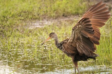 Sticker - Limpkin Bath Time