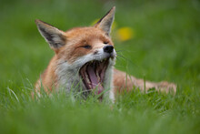 Red Fox (Villas Vulpes) Yawning.  A Sleepy Red Fox Relaxing During The Day.