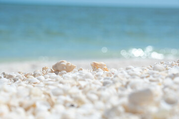 Wall Mural - sea shells background