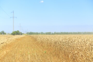 Wall Mural - Golden wheat landscape on agriculture field