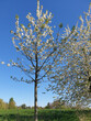 Blühende Bäume im Frühling in Mülheim-Ruhr