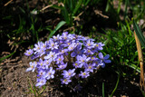 Fototapeta Sypialnia - blue and white flowers