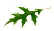 Green leaf of oak (Quercus palustris) on white background