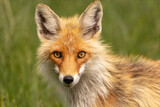 Lis rudy łac. Vulpes vulpes portret. Fotografia z Biebrzańskiego Parku Narodowego.