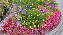 Colorful Flower Bed, Beside The Road. With Pink Impatiens And Begonias, Tagetes Salvia And Yellow Marguerites