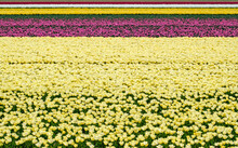 Tulpenveld In Flevoland - Tulip Field In Flevoland