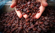Hand of female holding of dry raisins with black dry raisins background. harvesting concept