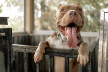 American Pitbull A Ferocious And Strong Dog With A Love For Its Owner, Locked In A Steel Cage.