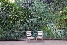 Varieties Of Green Ferns Growing On The Wall By Two Empty White Chairs