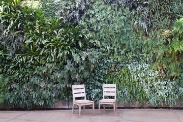 Varieties of green ferns growing on the wall by two empty white chairs