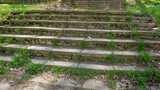 Fototapeta  - trawa zieleń przyroda tło schody