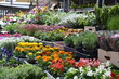 stragan sklep ogrodniczy bazar wiosna 